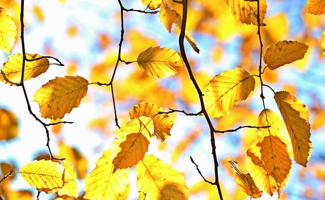 Les plus belles destinations de voyage en automne