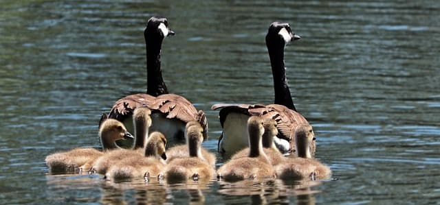 Les meilleures destinations pour un voyage inoubliable en famille